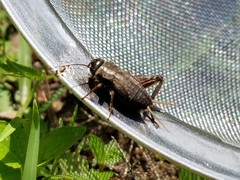 Gryllus rubens