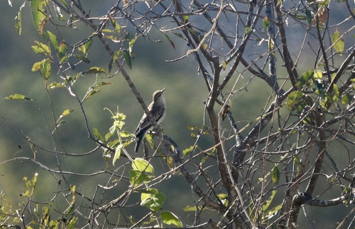 White-winged Triller