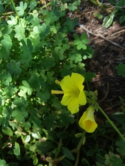 Oxalis pes-caprae