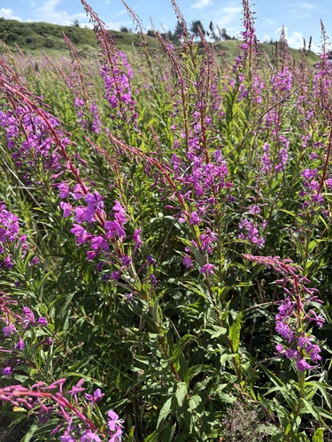 fireweed