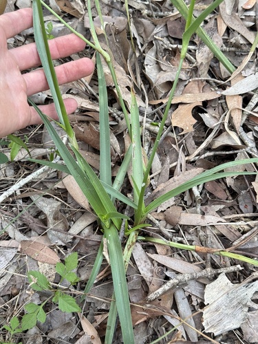 Murdannia graminea observed 2026-07-01
