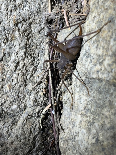 iNaturalist observation photo of Tropidischia