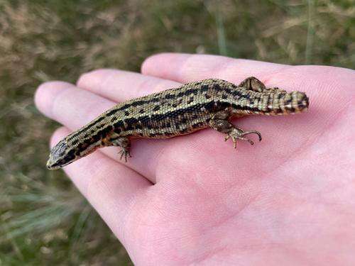 Viviparous Lizard