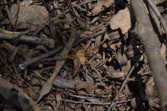 Curicaberis ferrugineus