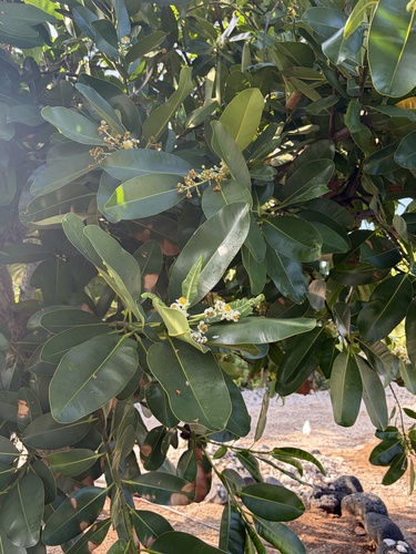 Calophyllum inophyllum observed 2026-06-30