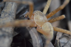 Curicaberis ferrugineus