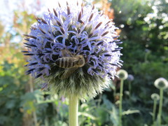 Echinops sphaerocephalus