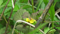 Pyrausta orphisalis