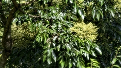 Meliosma rhoifolia