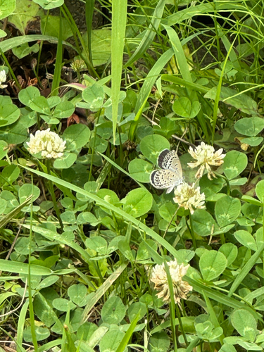 Pale Grass Blue