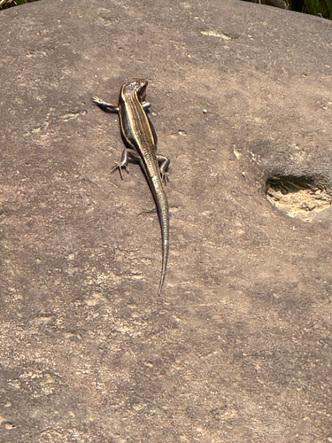 Japanese five-lined skink