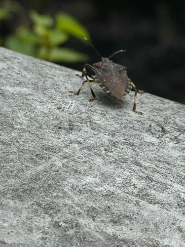 Yellow-spotted Stink Bug