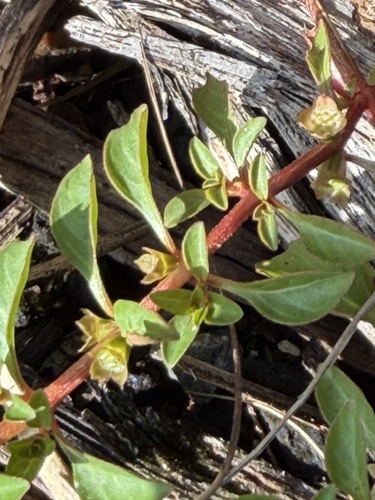 Ludwigia palustris observed 2026-06-30