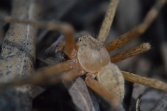 Curicaberis ferrugineus