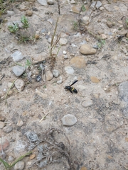 Ancistrocerus spinolae