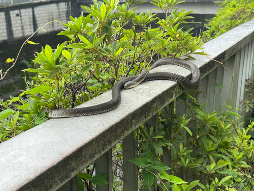 Japanese Ratsnake