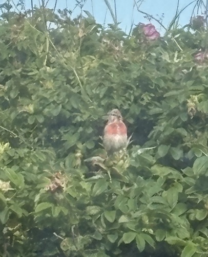 Eurasian Linnet