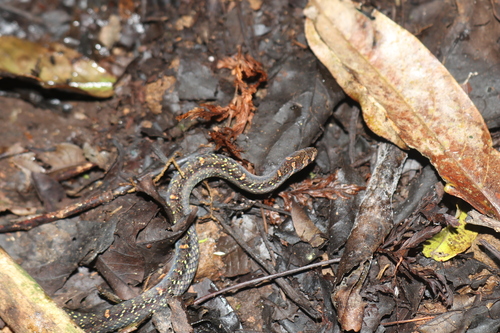 Boie's Kukri Snake, Oligodon bitorquatus