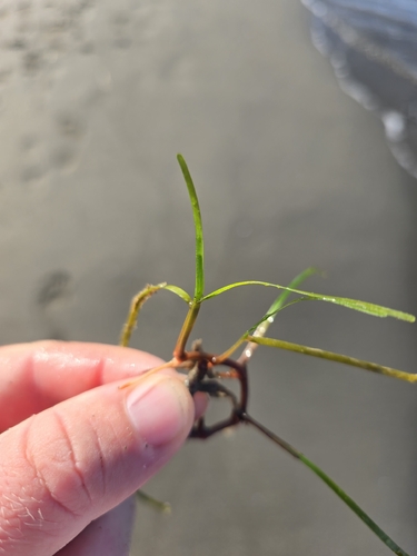 Cymodocea nodosa