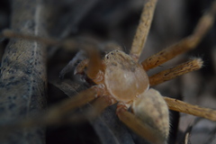 Curicaberis ferrugineus