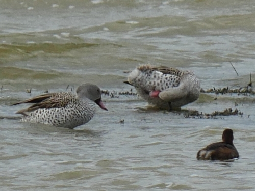 iNaturalist image