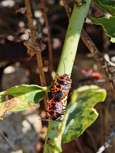 Eckerlein's Caper Bug
