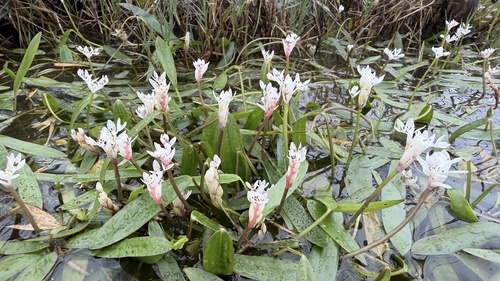 Aponogeton angustifolius