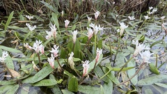 Aponogeton angustifolius