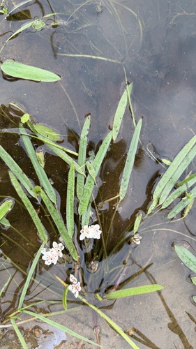Aponogeton angustifolius, photograph 2