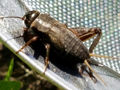 Gryllus rubens
