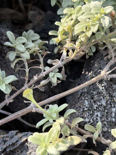 Lipochaeta integrifolia observed 2026-06-30