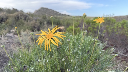 Euryops speciosissimus, photograph 5