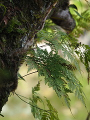 author not stated, no rights reserved Davallia trichomanoides, photograph author not stated, no rights reserved