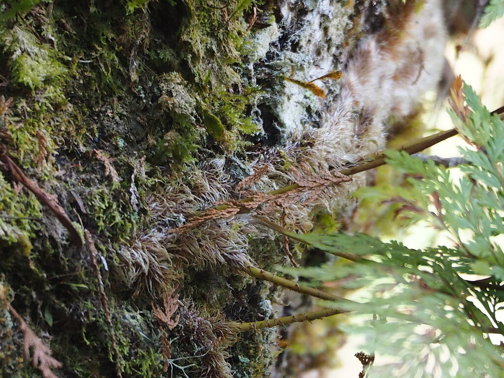 Davallia trichomanoides; photograph author not stated, no rights reserved