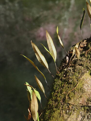 Pyrrosia lingua, photograph 3