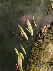 author not stated, no rights reserved Pyrrosia lingua, photograph author not stated, no rights reserved