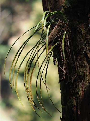 Haplopteris flexuosa