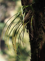 Haplopteris flexuosa, photograph author not stated, no rights reserved