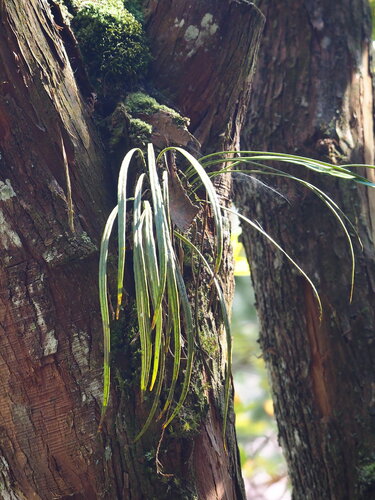 Haplopteris flexuosa, photograph 2