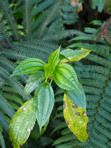 Pilea melastomoides, photograph 2