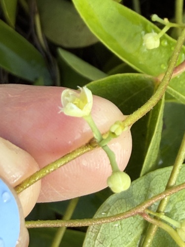 Cocculus orbiculatus observed 2026-06-30