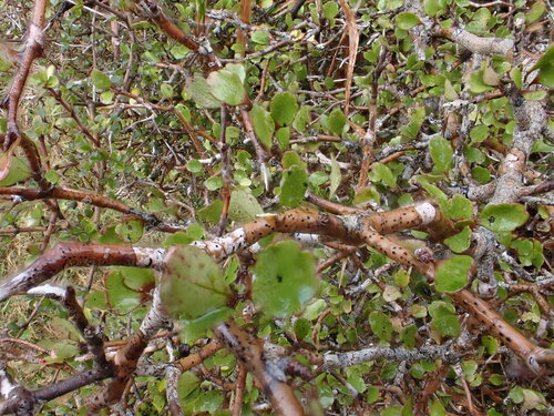 Raukaua anomalus observed 2026-07-01