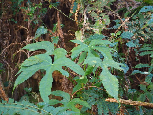 Fatsia polycarpa, photograph 6