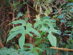 Fatsia polycarpa, photograph author not stated, no rights reserved
