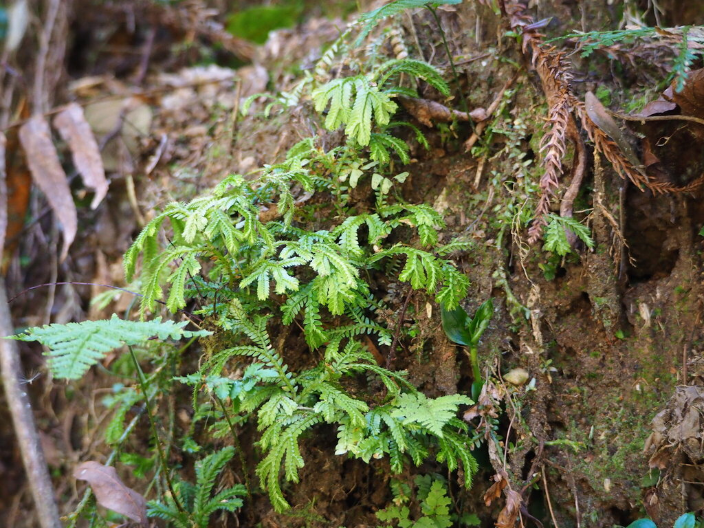 Selaginella doederleinii; photograph author not stated, no rights reserved