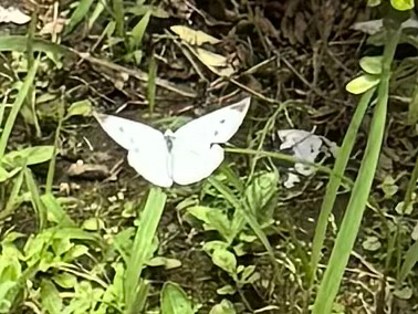 Small White
