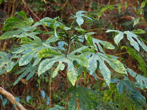 Fatsia polycarpa, photograph 4