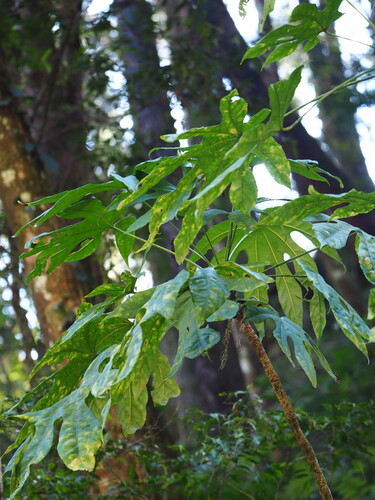 Fatsia polycarpa, photograph 5