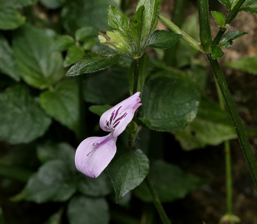 Hypoestes triflora