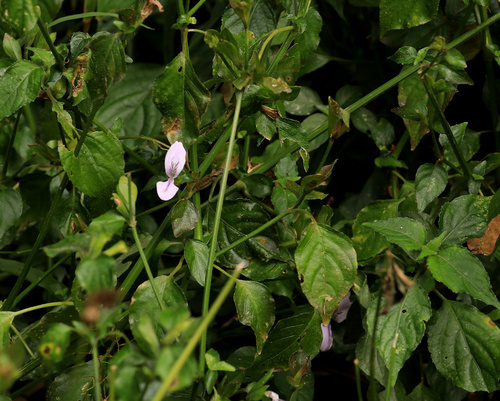 Hypoestes triflora, photograph 1